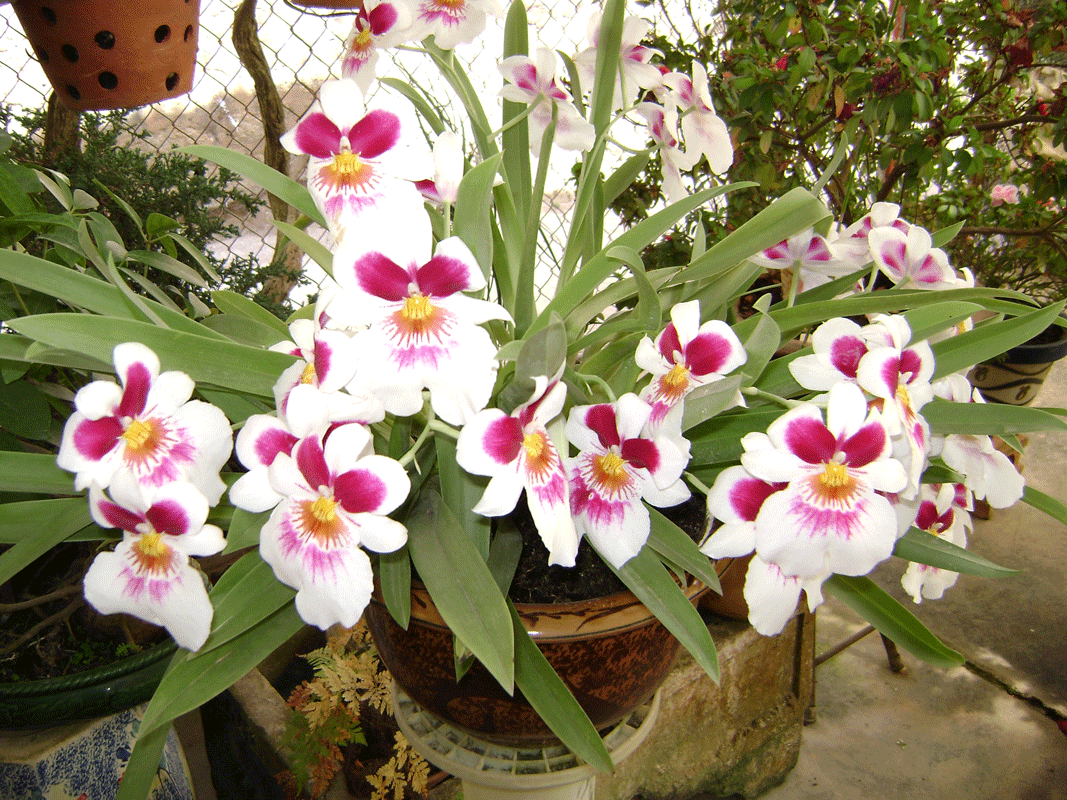  Miltonia (Lan)